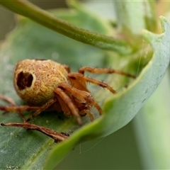 Unidentified Orb-weaving spider (several families) at Penrose, NSW - 3 Nov 2024 by Aussiegall