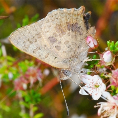 Paralucia aurifera (Bright Copper) at Tharwa, ACT - 1 Nov 2024 by Harrisi