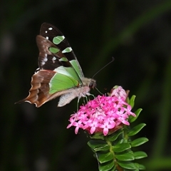 Graphium macleayanum (Macleay's Swallowtail) at Acton, ACT - 3 Nov 2024 by TimL