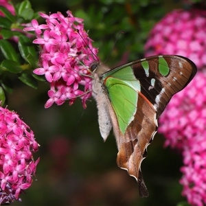 Graphium macleayanum at Acton, ACT - 3 Nov 2024