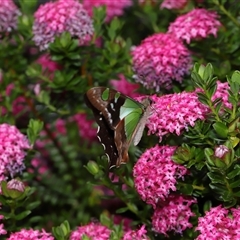 Graphium macleayanum at Acton, ACT - 3 Nov 2024