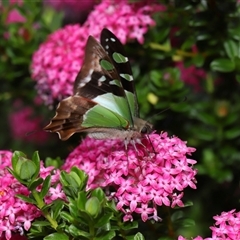 Graphium macleayanum at Acton, ACT - 3 Nov 2024