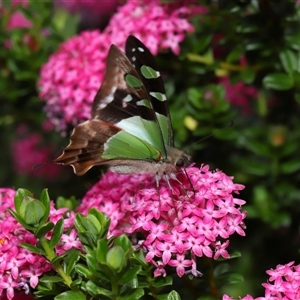 Graphium macleayanum at Acton, ACT - 3 Nov 2024