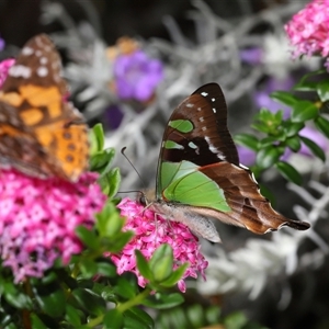 Graphium macleayanum at Acton, ACT - 3 Nov 2024