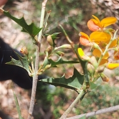 Podolobium ilicifolium (Andrews) Crisp (prickly shaggy-pea) at Bermagui, NSW - 7 Oct 2024 by TheCrossingLand