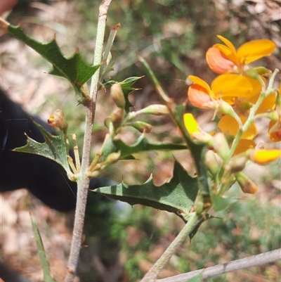 Podolobium ilicifolium (prickly shaggy-pea) at Bermagui, NSW - 7 Oct 2024 by TheCrossingLand