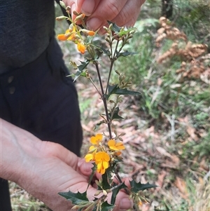 Podolobium ilicifolium (Andrews) Crisp at Bermagui, NSW - 7 Oct 2024