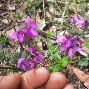 Tetratheca thymifolia at Bermagui, NSW - 7 Oct 2024 11:48 AM