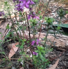 Tetratheca thymifolia at Bermagui, NSW - 7 Oct 2024 11:48 AM