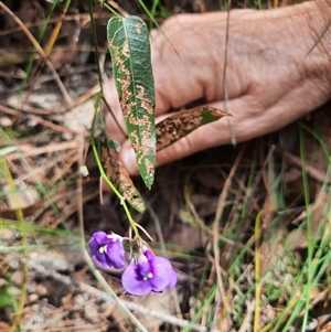 Hardenbergia violacea at Bermagui, NSW - 7 Oct 2024