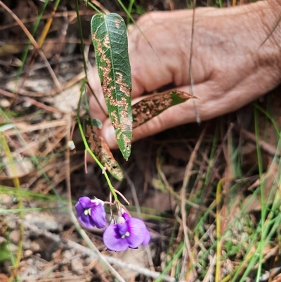 Hardenbergia violacea (False Sarsaparilla) at Bermagui, NSW - 7 Oct 2024 by TheCrossingLand