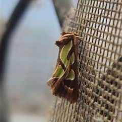 Cosmodes elegans (Green Blotched Moth) at Captains Flat, NSW - 3 Nov 2024 by Csteele4