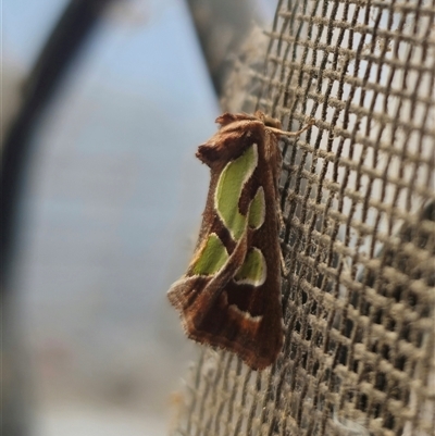 Cosmodes elegans (Green Blotched Moth) at Captains Flat, NSW - 4 Nov 2024 by Csteele4