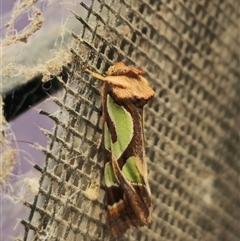 Cosmodes elegans at Captains Flat, NSW - suppressed