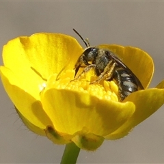 Lasioglossum (Chilalictus) sp. (genus & subgenus) (Halictid bee) at Bundanoon, NSW - 30 Oct 2024 by Curiosity