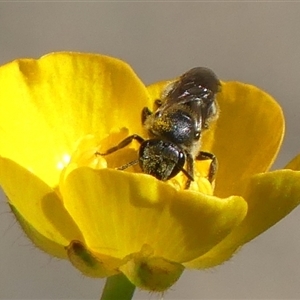 Lasioglossum (Chilalictus) sp. (genus & subgenus) at Bundanoon, NSW - 30 Oct 2024 09:29 AM