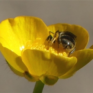 Lasioglossum (Chilalictus) sp. (genus & subgenus) at Bundanoon, NSW - 30 Oct 2024 09:29 AM