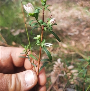 Pimelea linifolia at Bermagui, NSW by TheCrossingLand