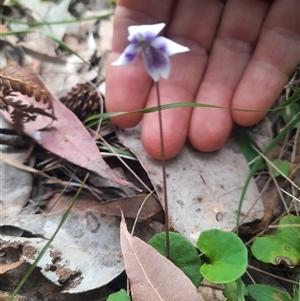 Viola hederacea at Bermagui, NSW - 8 Nov 2024