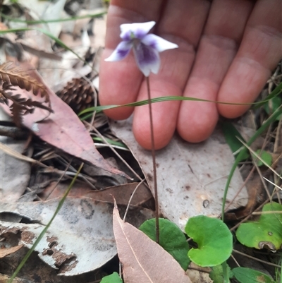 Viola sp. (Violet) at Bermagui, NSW - 7 Oct 2024 by TheCrossingLand