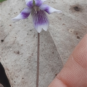 Viola hederacea at Bermagui, NSW - 8 Nov 2024 01:02 PM