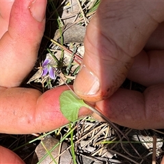 Viola hederacea at Bermagui, NSW - 8 Nov 2024 01:02 PM