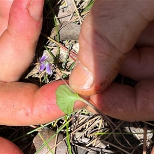 Viola hederacea at Bermagui, NSW - 8 Nov 2024