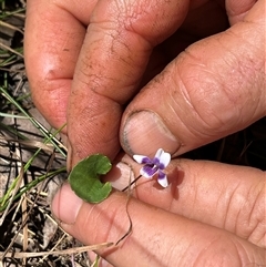 Viola hederacea at Bermagui, NSW - 8 Nov 2024