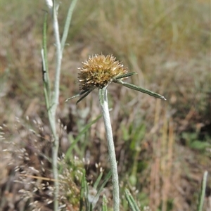 Euchiton sphaericus at Barton, ACT - 3 Nov 2024