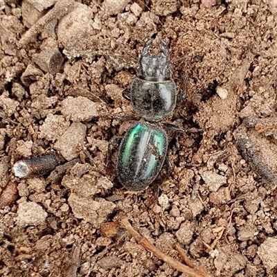 Carenum (genus) (Predatory ground beetle) at Yass River, NSW - 3 Nov 2024 by SenexRugosus