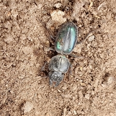 Carenum (genus) at Yass River, NSW - 3 Nov 2024 02:42 PM