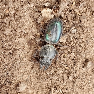 Carenum sp. (genus) at Yass River, NSW - 3 Nov 2024