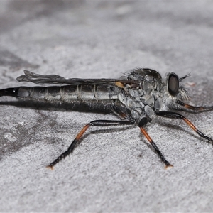 Cerdistus sp. (genus) at Acton, ACT - 3 Nov 2024