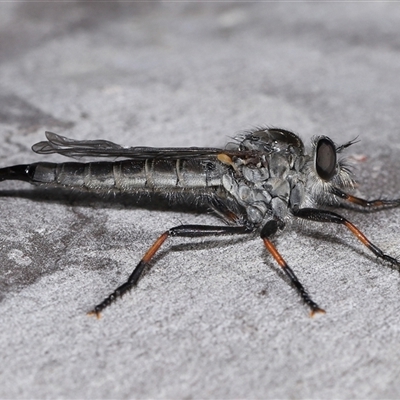 Cerdistus sp. (genus) (Slender Robber Fly) at Acton, ACT - 3 Nov 2024 by TimL