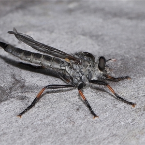 Cerdistus sp. (genus) at Acton, ACT - 3 Nov 2024