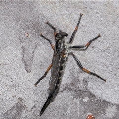 Cerdistus sp. (genus) at Acton, ACT - 3 Nov 2024