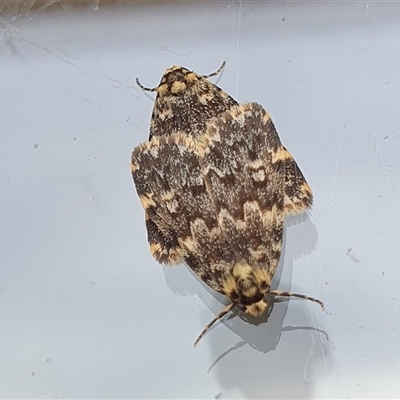 Halone coryphoea (Eastern Halone moth) at Yass River, NSW - 3 Nov 2024 by SenexRugosus