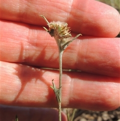 Euchiton japonicus at Barton, ACT - 3 Nov 2024