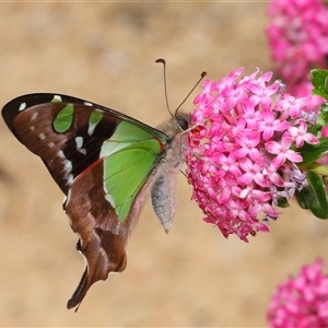 Graphium macleayanum at Acton, ACT - 3 Nov 2024