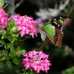 Graphium macleayanum at Acton, ACT - 3 Nov 2024