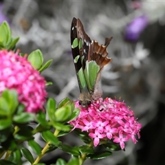 Graphium macleayanum at Acton, ACT - 3 Nov 2024