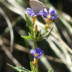 Dampiera stricta (Blue Dampiera) at Bundanoon, NSW - 30 Oct 2024 by Curiosity