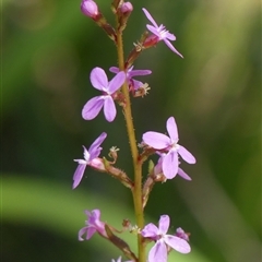 Stylidium graminifolium at Bundanoon, NSW - 30 Oct 2024 by Curiosity