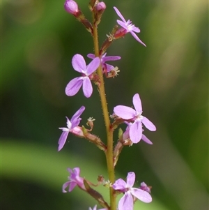 Stylidium graminifolium at Bundanoon, NSW - 30 Oct 2024