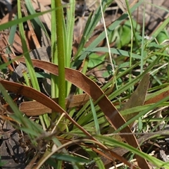 Stylidium graminifolium at Bundanoon, NSW - 30 Oct 2024 11:00 AM