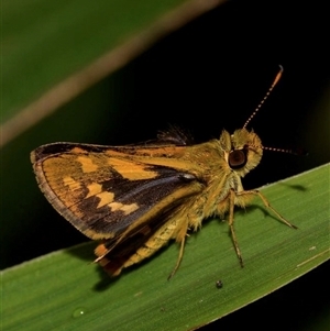 Ocybadistes knightorum (Black Grass-dart Butterfly) at Sawtell, NSW by MichaelBedingfield