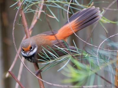 Rhipidura rufifrons (Rufous Fantail) at Harrison, ACT - 3 Nov 2024 by DPRees125