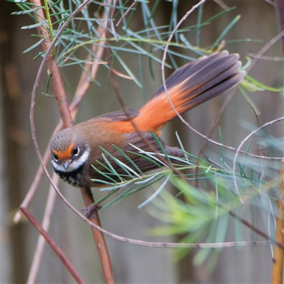 Rhipidura rufifrons (Rufous Fantail) at Harrison, ACT - 3 Nov 2024 by DPRees125