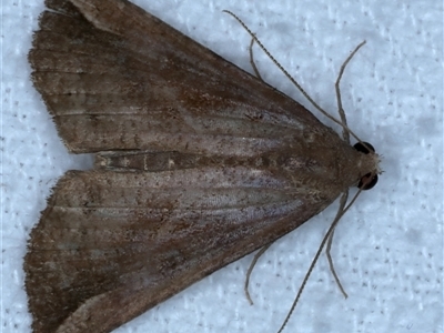 Hypena pelodes (Erebidae) at Bulli, NSW - 4 Oct 2024 by jb2602