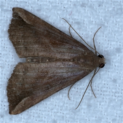 Hypena pelodes (Erebidae) at Bulli, NSW - 4 Oct 2024 by jb2602